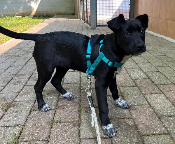 ELETTRA CUCCIOLA STUPENDA Foto 5